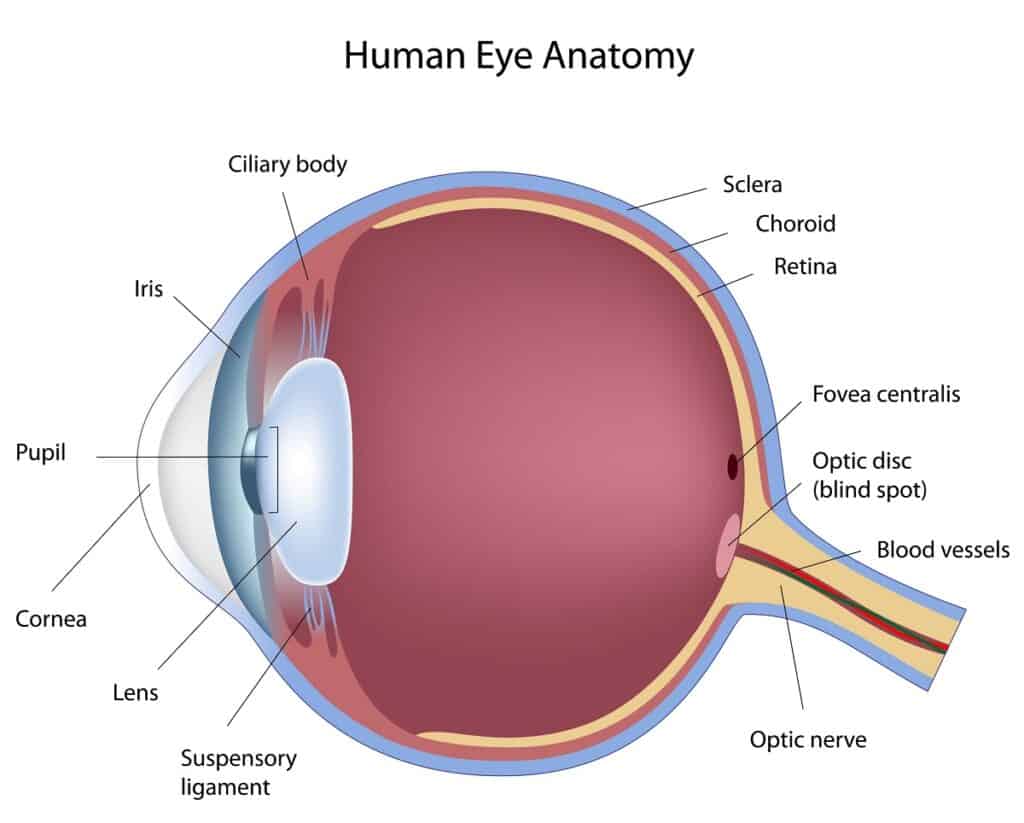 The Basic Anatomy of the Eye - Wilmington, NC | Intracoastal Eye