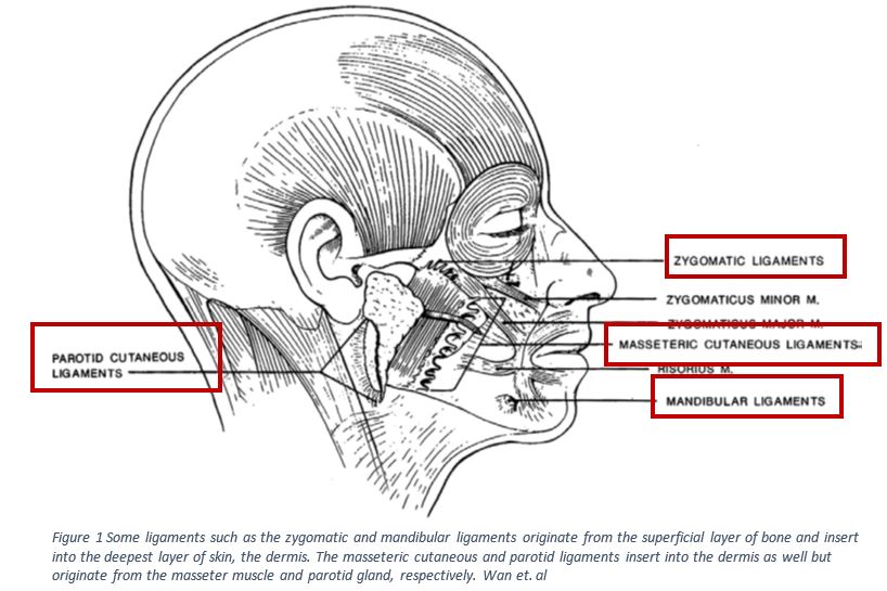 The MICRO-Lift: A Ligaments-Based Anatomic Technique for Lower