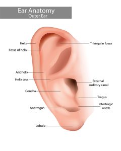 Ear Anatomy Illustration