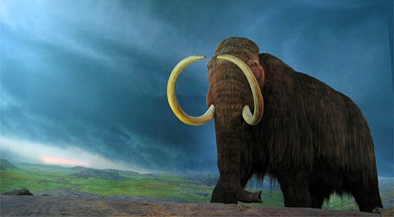 An extinct species: woolly mammoth