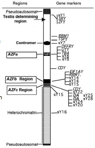 Oligospermia Beverly Hills 