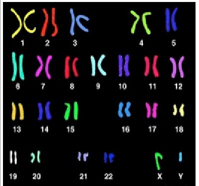 Depiction of the 23 sets of chromosomes in each of our cells.